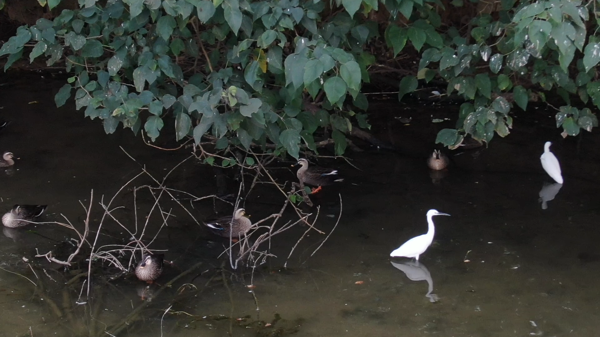 䴙䴘和小白鹭 䴙䴘和小白鹭